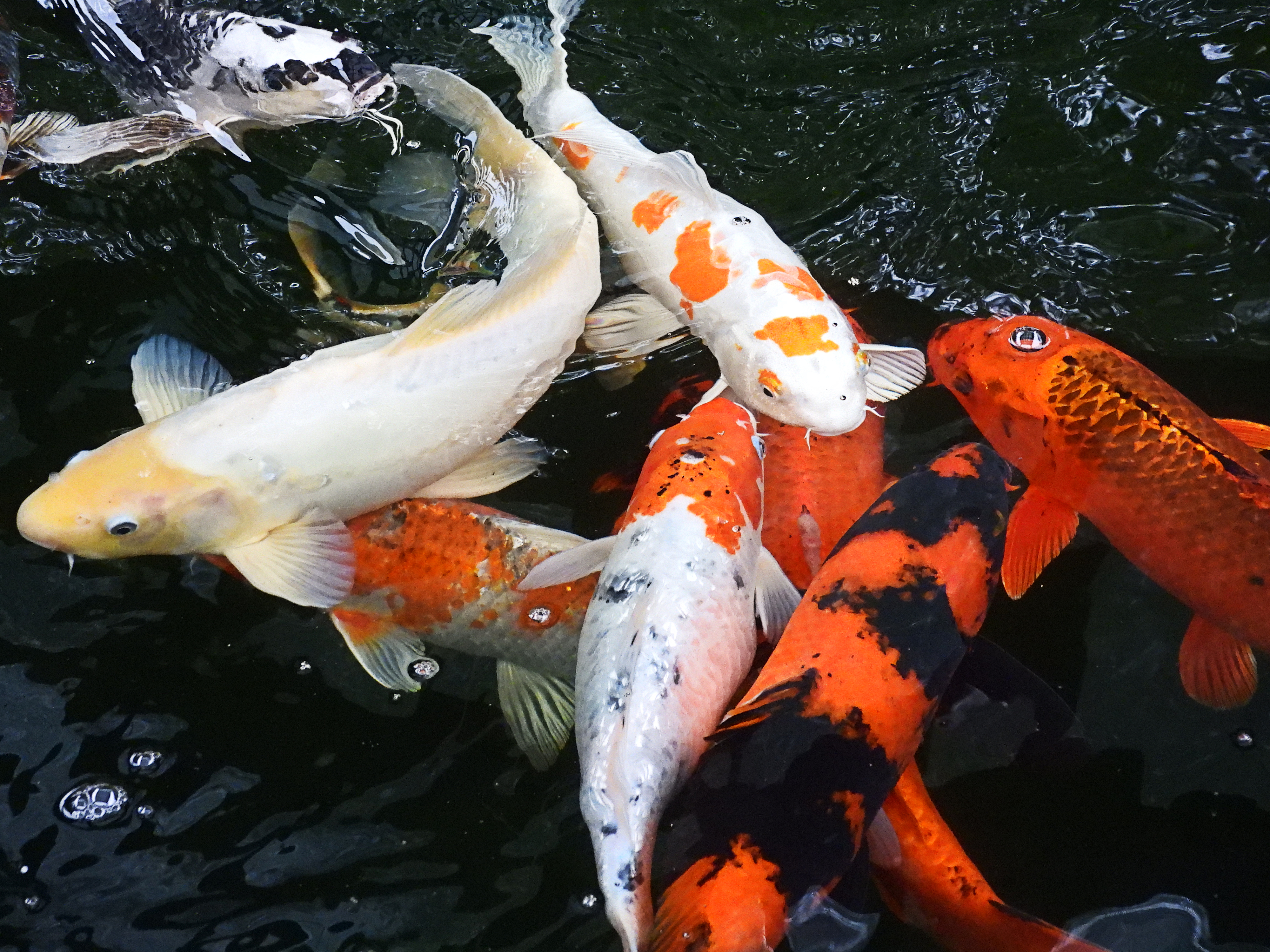 The Koi Dance